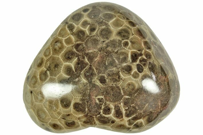 Polished Petoskey Stone (Fossil Coral) - Michigan #212167